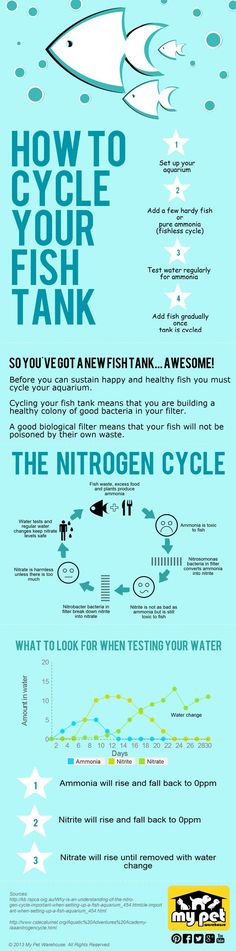 an info sheet with the words how to cycle your fish tank