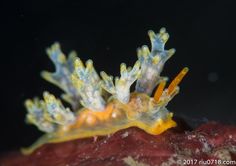 an orange and yellow sea slug sitting on top of a red rock