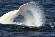 a large white whale jumping out of the water