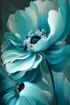 two blue flowers with white petals on a black and gray background, one large flower in the center