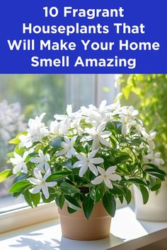 a potted plant sitting on top of a window sill with the words 10 fragrant houseplants that will make your home smell amazing