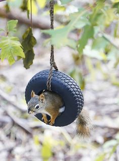 a squirrel in a tire hanging from a tree