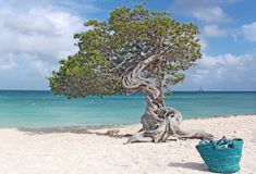 a tree that is sitting on the sand by the ocean with a basket in front of it