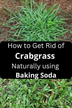 how to kill crabgrass naturally Kill Weeds Naturally, Killing Weeds, Grass Weeds, Lawn Art