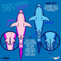 the shark's teeth are labeled in blue and pink colors, with information about them