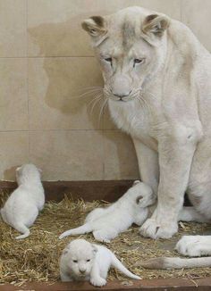 a white lion and her cubs in their pen at the zoo, with caption below