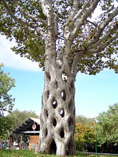 a tree with holes in it and arabic writing on the bottom half of its trunk