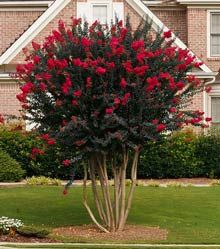 a tree with red flowers in front of a house