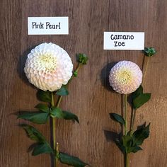 three different types of flowers on display in front of a wooden wall with labels that read pink pearl, camanoo zoe and pink pearl