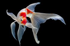 an orange and white fish flying in the air