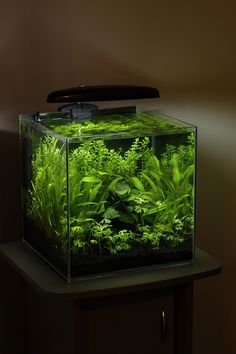 an aquarium filled with green plants on top of a table