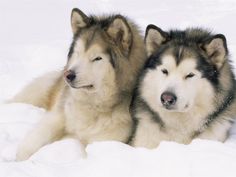 two husky dogs are laying in the snow with their eyes closed and one is looking at the camera