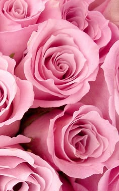 pink roses are shown in close up view