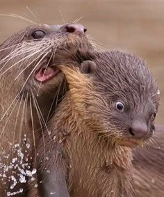 two otters playing in the water with their mouths open and one is rubbing it's face