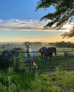 two horses are standing in the grass behind a fence looking at the sun setting over them