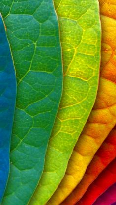 colorful leaves are arranged in the shape of a rainbow color scheme for wallpapers