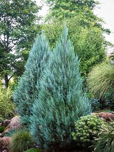 a very pretty blue tree in the middle of some bushes