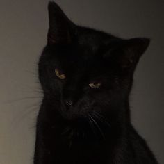 a black cat sitting on top of a table