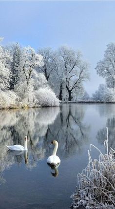 two white swans swimming in a lake surrounded by frosted trees and bushes on a sunny day