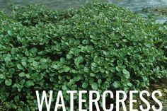 the words watercress are in front of a bush