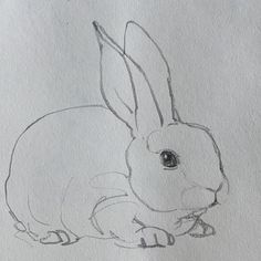 a pencil drawing of a rabbit sitting down