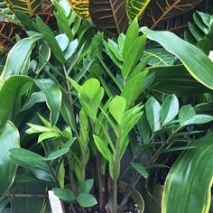 some very pretty green plants in a big planter with lots of leaves on it