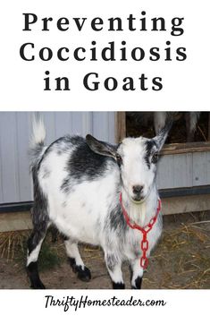 a goat standing in front of a barn with the words preventing coccidiosis in goats