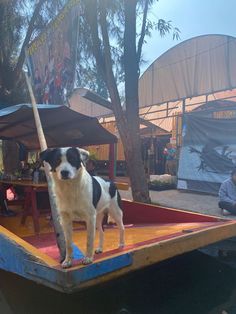 i found this cute buddy in xochimilco Cutie Aesthetic, Mexican Vacation, Explore Travel, Travel Trip, 2024 Vision, Vision Board, Puppies, Collage, Dogs