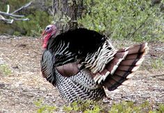 a large turkey standing next to a tree