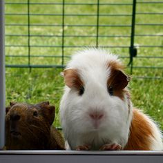 two guinea pigs in a cage looking at the camera with grass and fence behind them