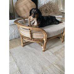 a black and brown dog sitting on top of a wicker chair next to a fireplace