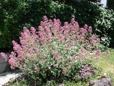 pink flowers are blooming in the garden