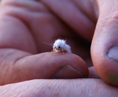 a small white insect sitting on the palm of someone's hand