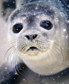 the seal is looking at the camera while it's surrounded by snowflakes