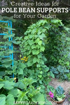 an outdoor garden with lots of plants growing in it and the words creative ideas for pole bean supports for your garden