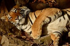 a large tiger laying on top of a pile of rocks next to some dry leaves