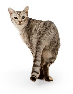 a cat is standing in front of a white background