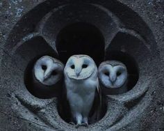 three owls sitting in a hole with their heads turned to the side and eyes open