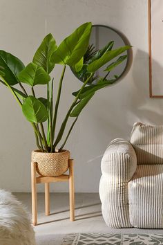 a living room with a couch, chair and potted plant on the floor in front of a mirror