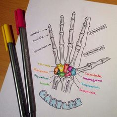 a drawing of a hand with bones labeled in different colors and names on it next to a marker pen