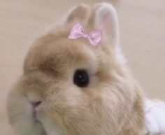 a small rabbit with a pink bow on its head