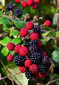 blackberries and raspberries are growing on the bush