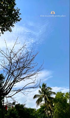 there is a tree with no leaves in the foreground and blue sky behind it