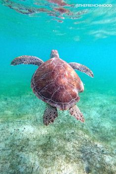 a sea turtle swimming in the ocean