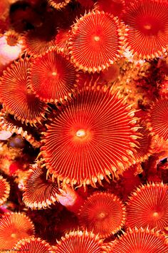 some red corals that are very close together in the water with orange and yellow colors