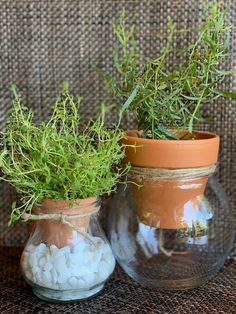 two vases filled with plants sitting on top of a table next to each other