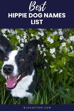 a black and white dog with the words best hippie dog names list on it