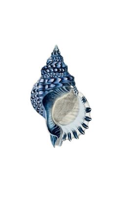 a blue and white sea shell on a white background