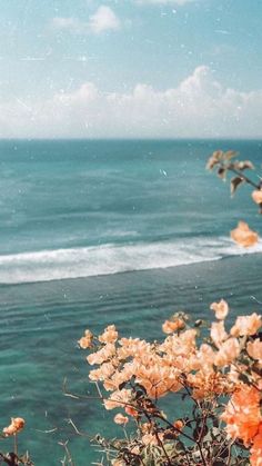 an instagram page with flowers and the ocean in the background