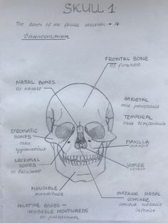 a diagram of the skull with labels on it